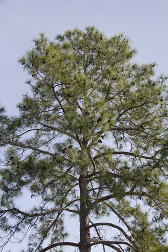 Pinus elliottii #19